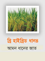 BRRI Hybrid Dhan4