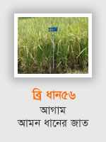 BRRI Dhan56